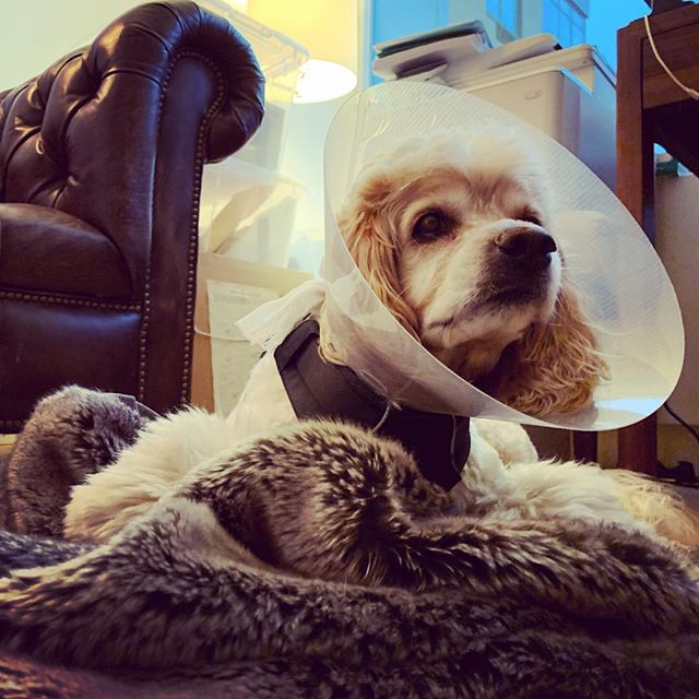 After we cut the cord earlier this year, we needed an inventive setup to get #rupaulsdragrace all stars in real time. Not a bad 📡 if you dont mind the licking. @michellevisage #dogstagram #gaydogdad #cockerspaniel