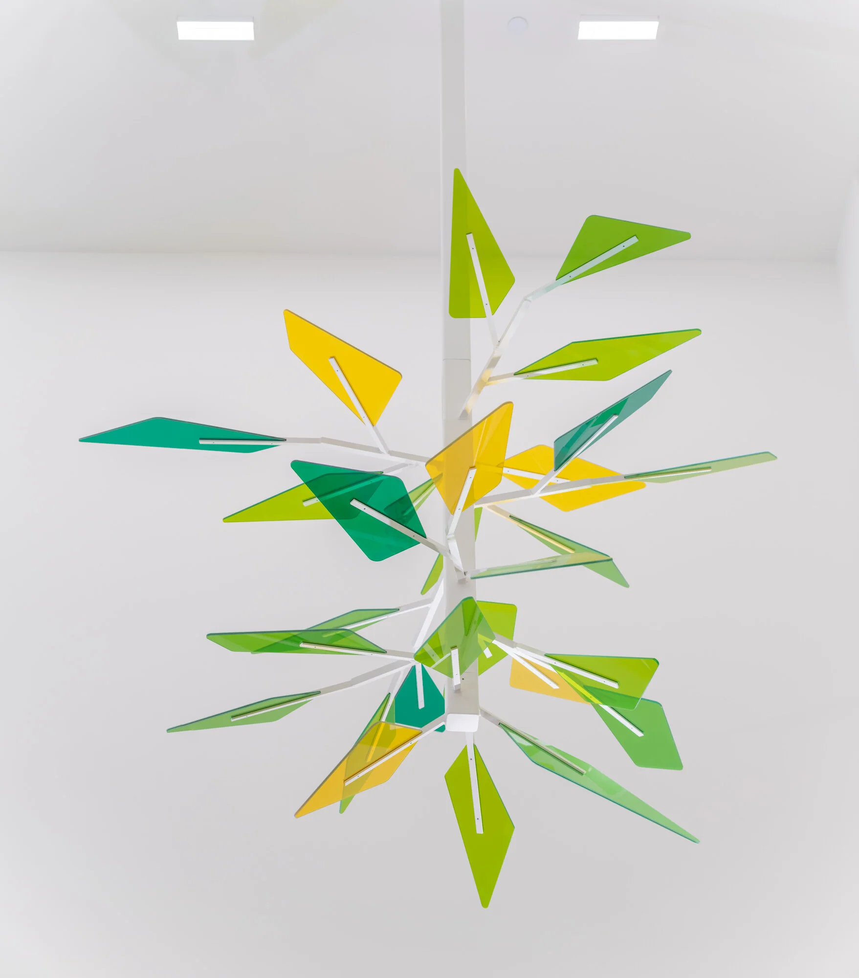 Canopy 6.JPG
