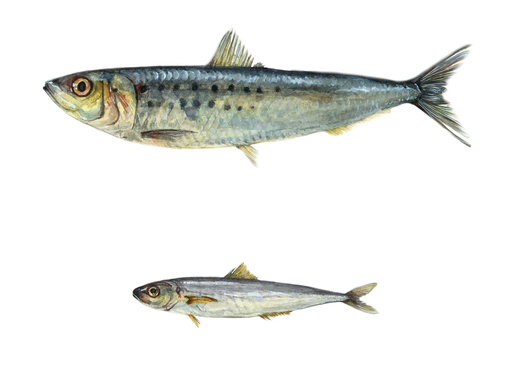 Sardine(top) & Anchovy(bottom)