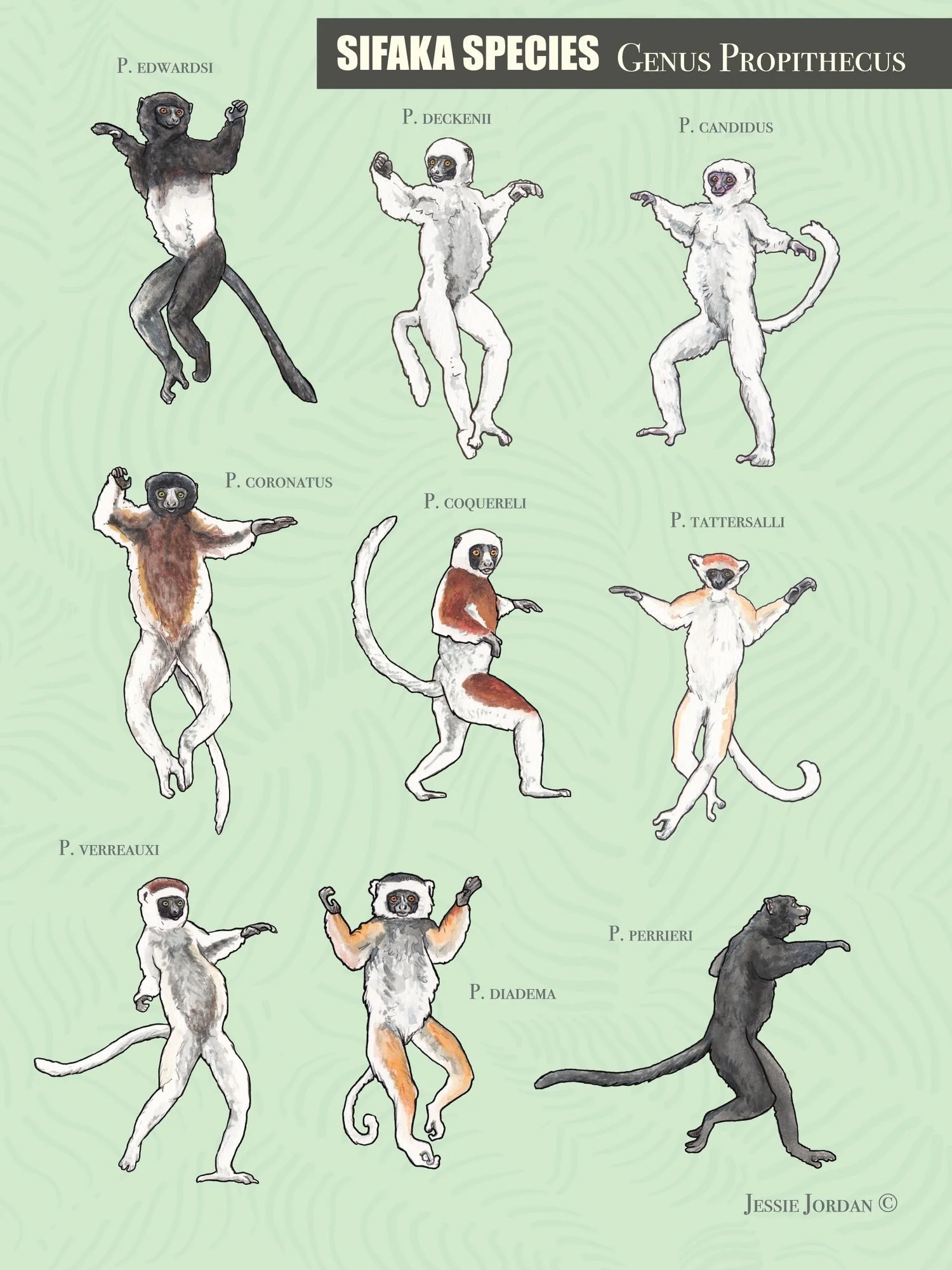 sifakastickers6x8.jpg