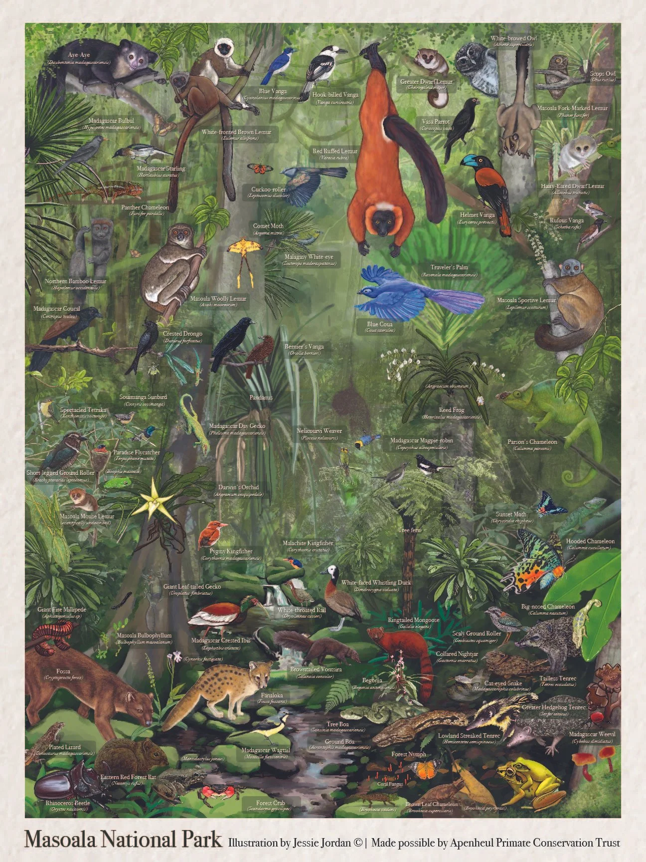 masoala biodiversity poster.jpg