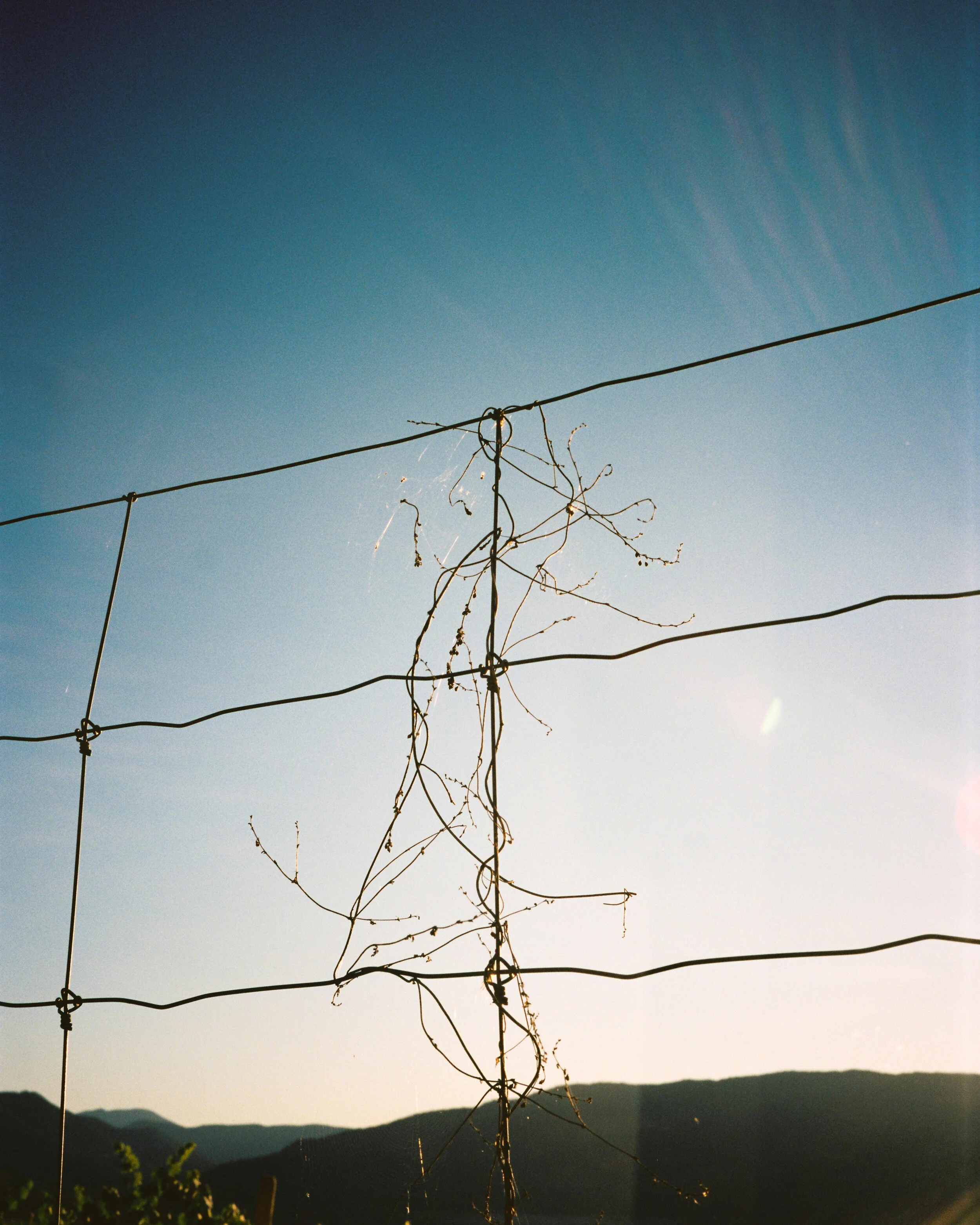 aurora-4.jpg