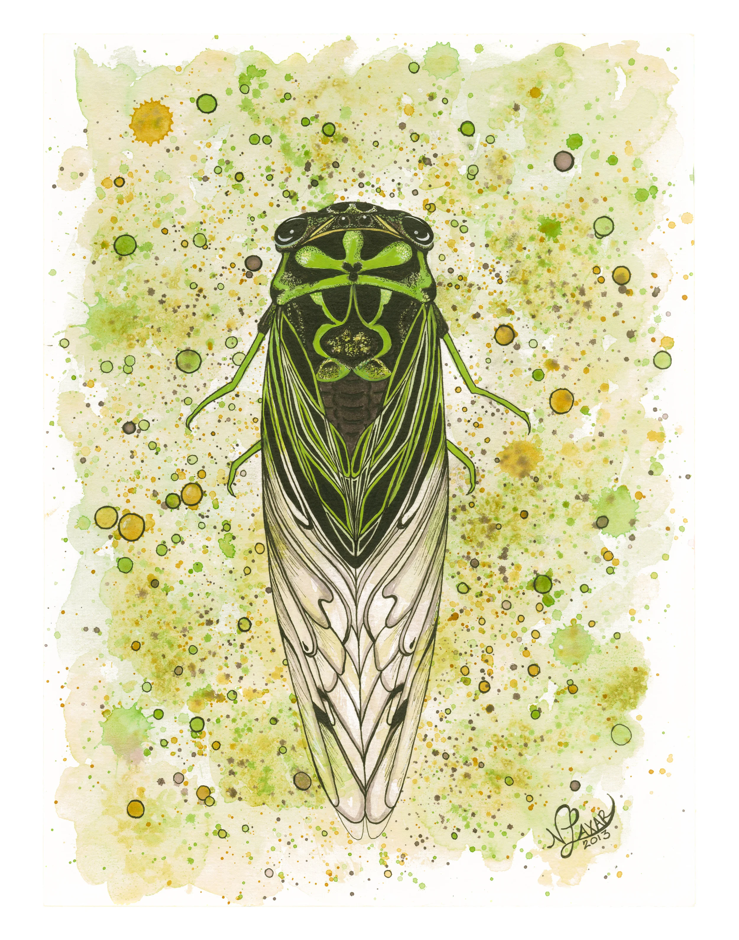 Cicada