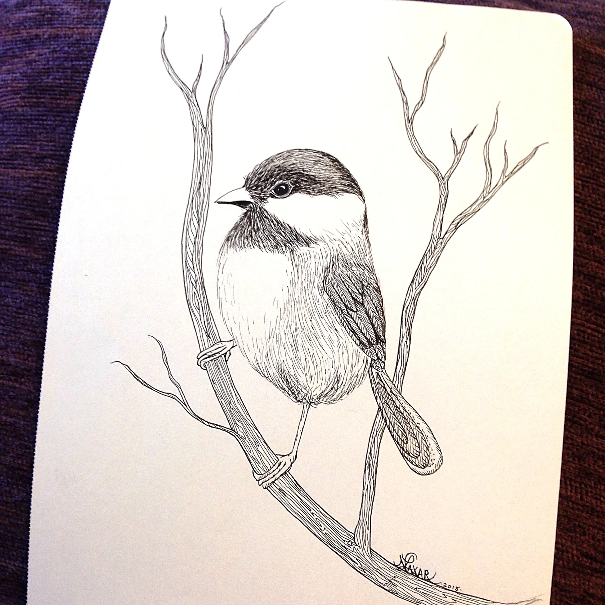 Chickadee