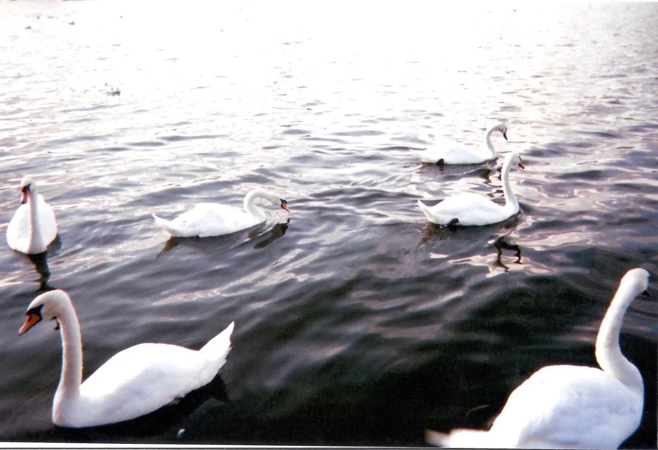 tumblr_mspueqK4RU1qc2gkco1_1280.jpg