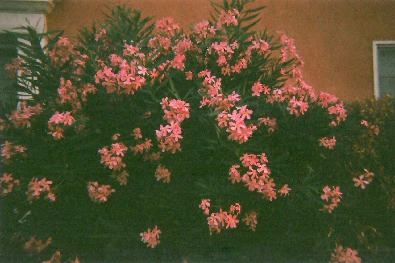 tumblr_nc0n87YCo51qc2gkco1_1280.jpg