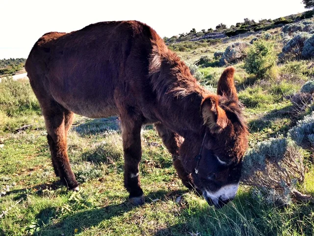 me and my donkeyFullSizeRender.jpg