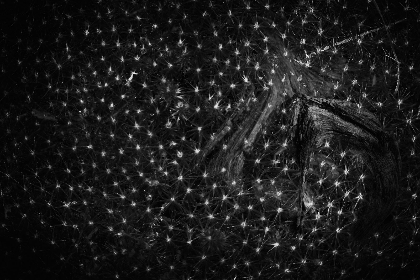 as to this hour when unicorns break cover and come down and foxes flee, whose warrens know the shock, and birds complain in flight - for their nests fall like stars and all their airy world gone crazed and the whole woodland rocks where these break their horns.