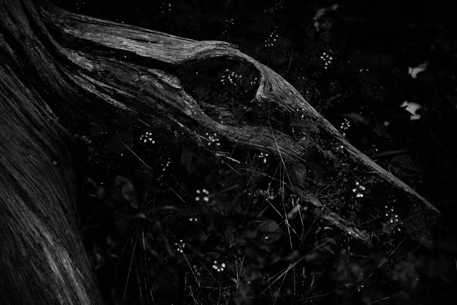 You can't see anything but sheen on drifting particles and you move forward in your private bright cloud like one assumed who is borne up by an exterior volition.