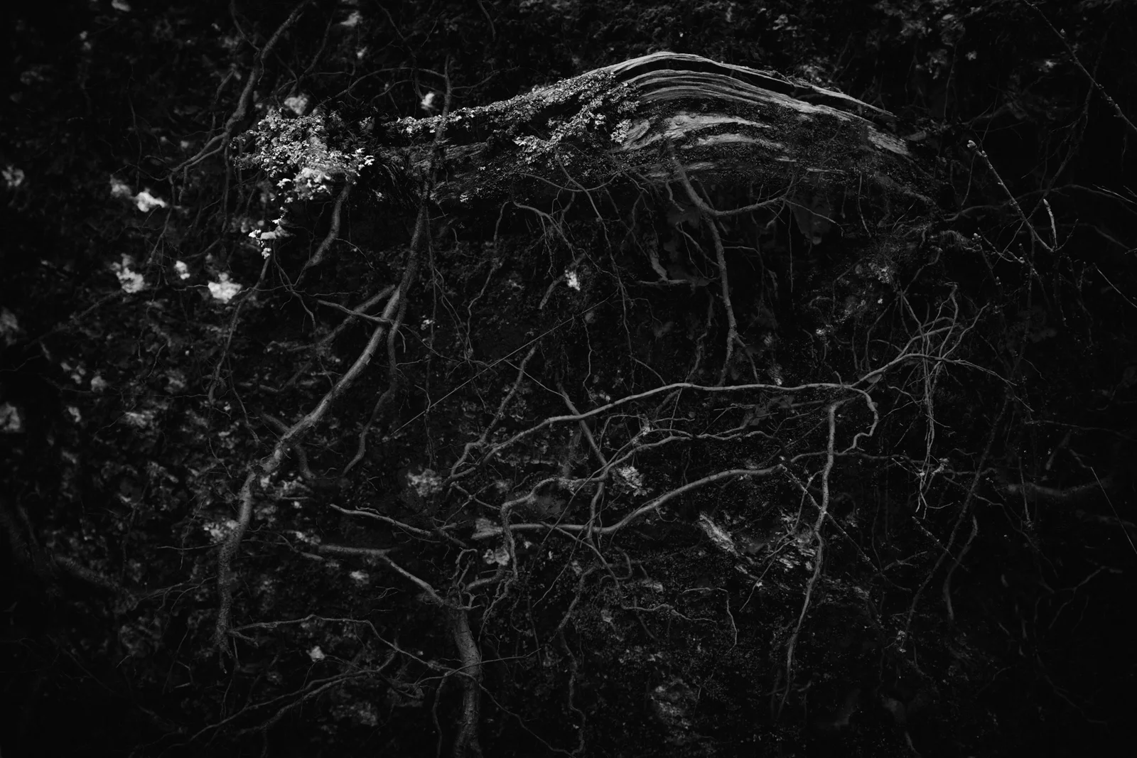 Dead-calm for this Sargasso dank, and for the creeping things. You can hear the silence of it.