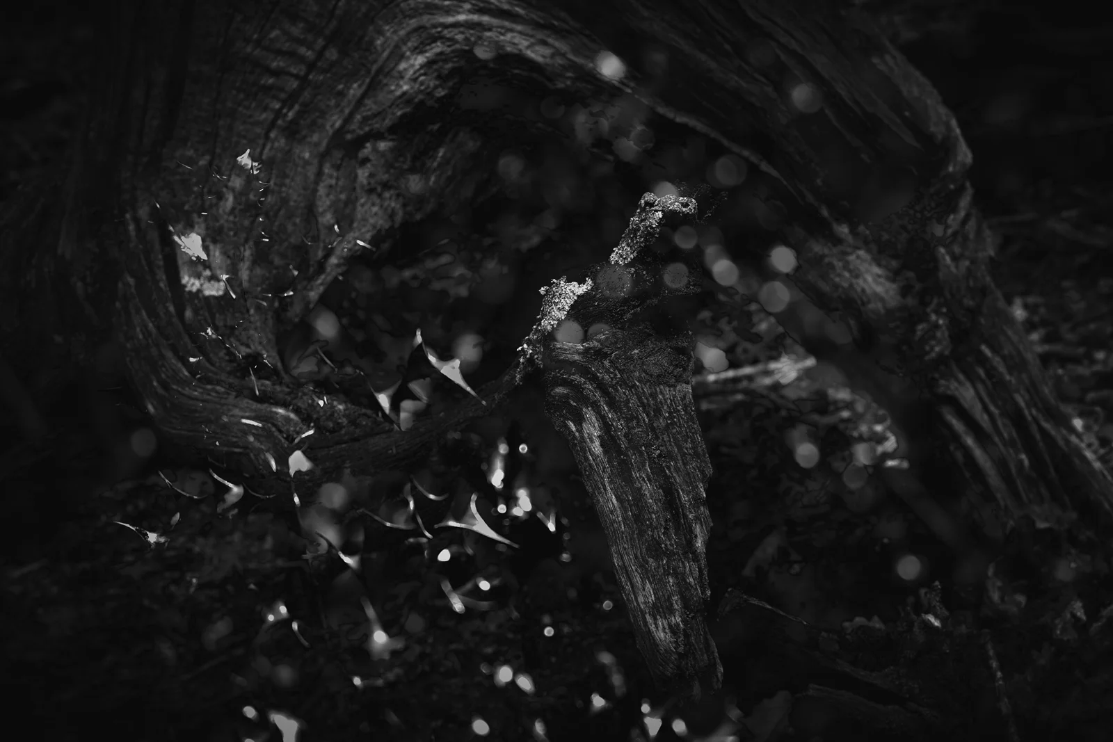 Across the evening, homing birds, birds of the air with nests cawed on high above them waiting.