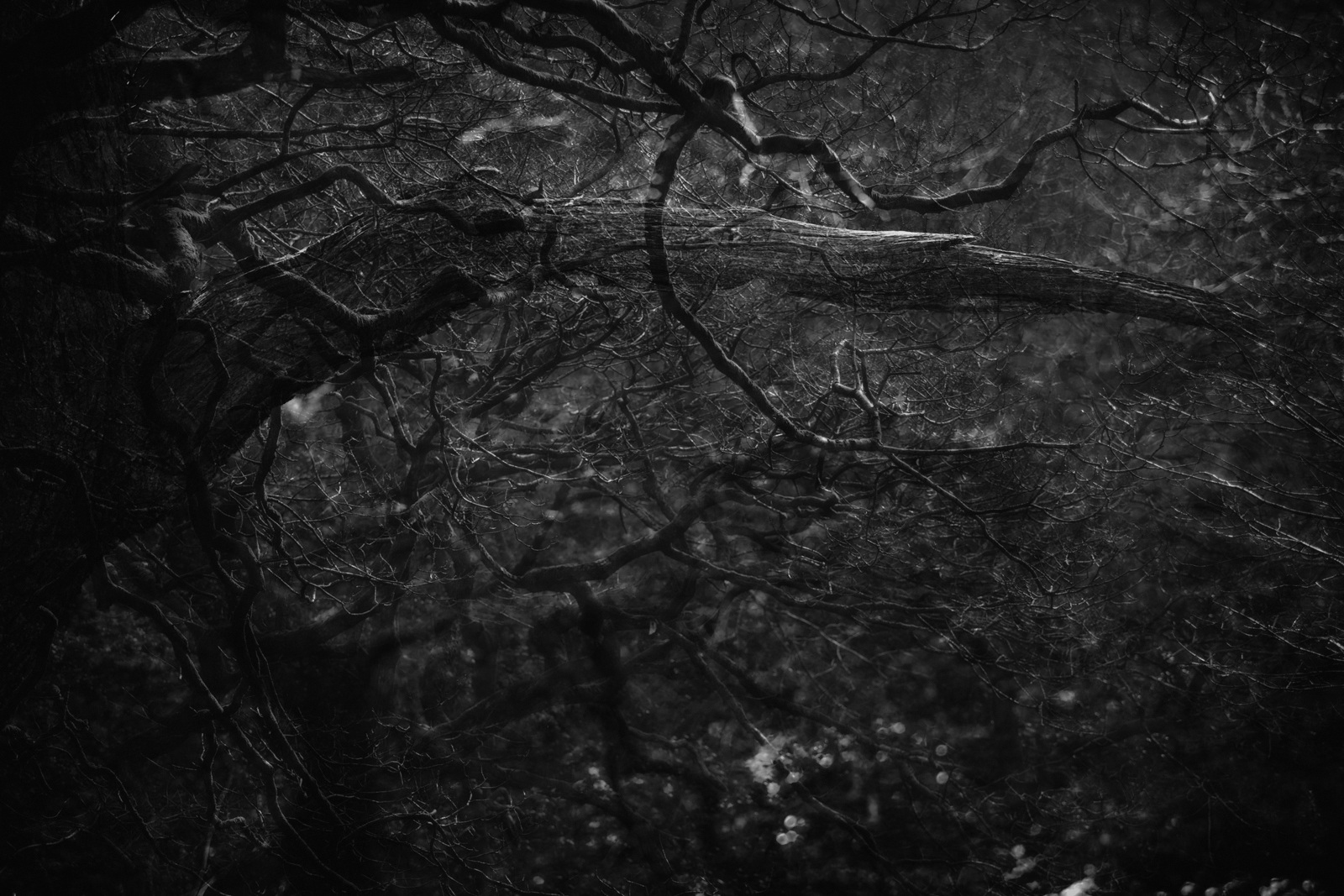 Oddly stirred winds gusted coolish to your face that might have borne things webbed and blind or the grey owl suddenly. 