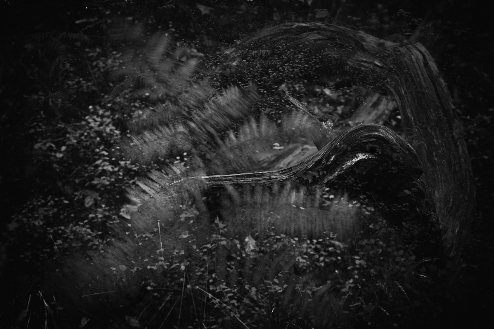 And cork-screwed stapled trip-wire to snare among the briars and iron warp with bramble weft with meadow-sweet and lady-smock for a fair camouflage.