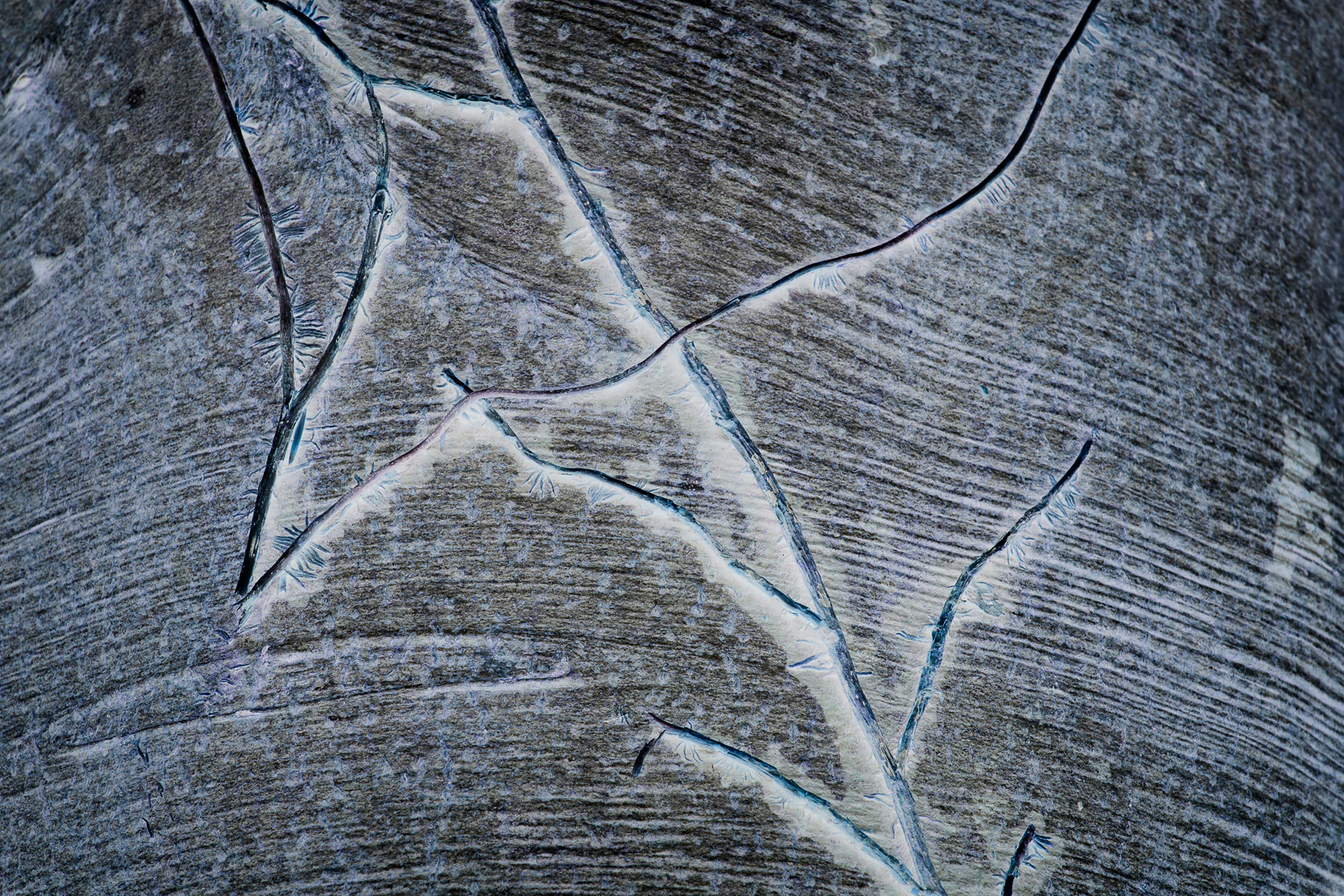 Songlines_120315_0050.jpg