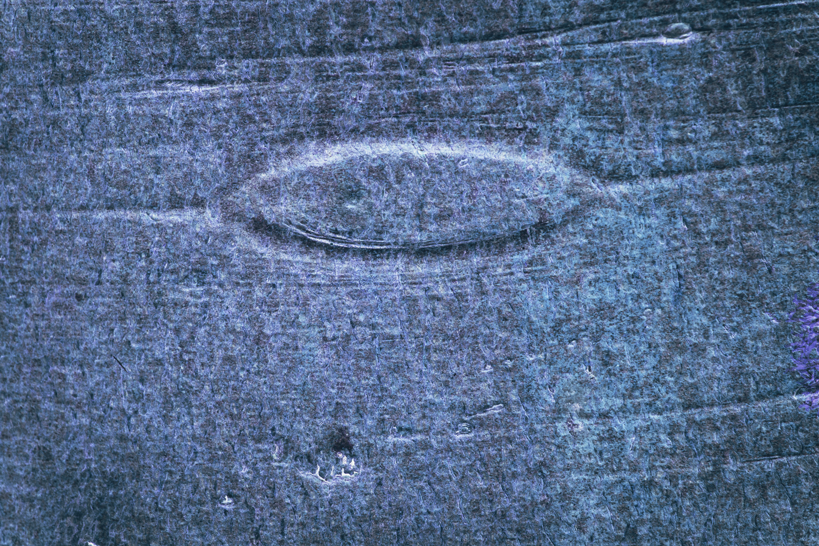 Songlines_120515_2643.jpg
