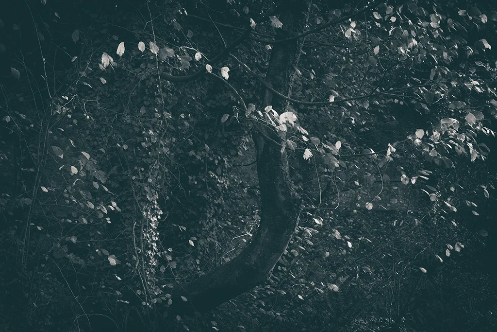 20171020_0329_1BW toned.jpg