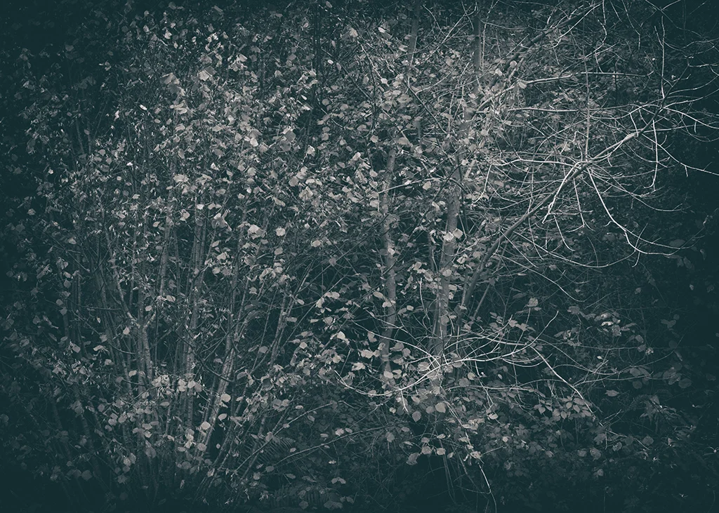 The Secret Language of Trees Week 4 October_20171028_0035BW toned.jpg