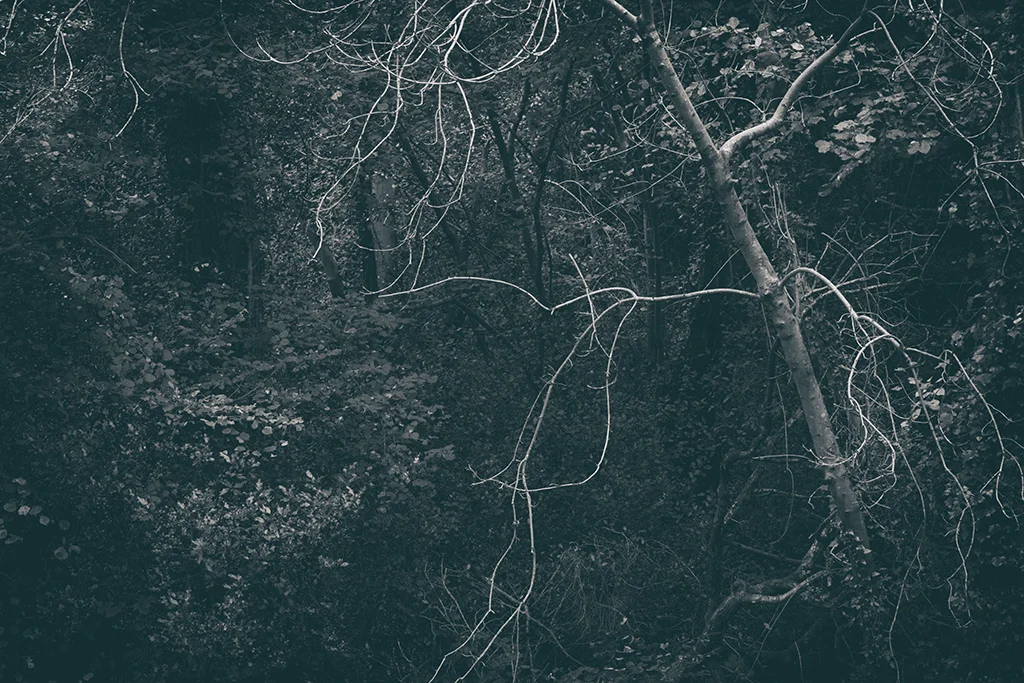 The Secret Language of Trees Week 4 October_20171028_0048_1BW toned.jpg