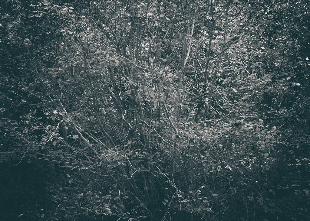 The Secret Language of Trees Week 4 October_20171028_0057BW toned.jpg