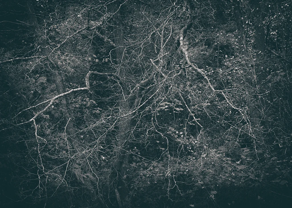 The Secret Language of Trees Week 4 October_20171028_0090_1BW toned.jpg