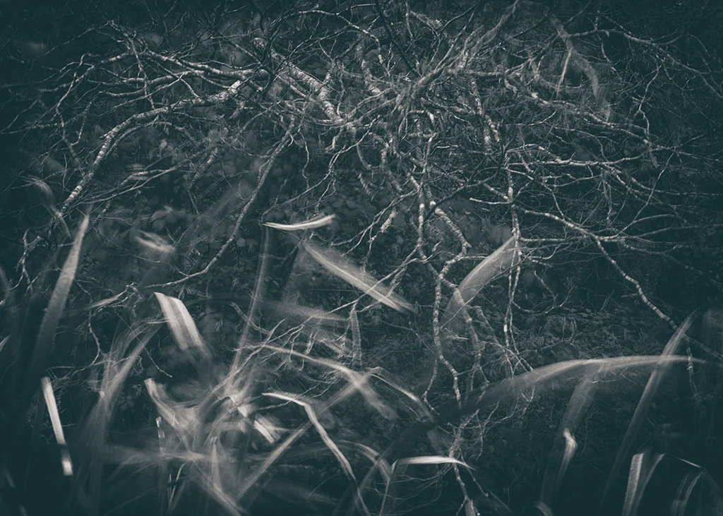 The Secret Language of Trees Week 4 October_20171028_0105BW toned.jpg