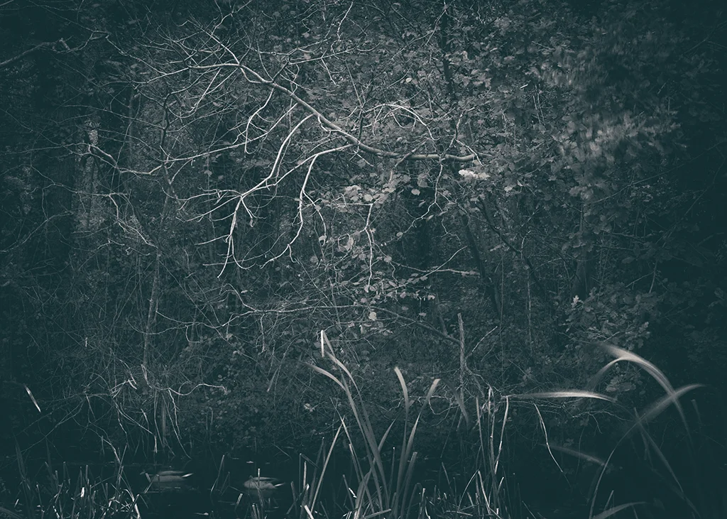 The Secret Language of Trees Week 4 October_20171028_0110_1BW toned.jpg
