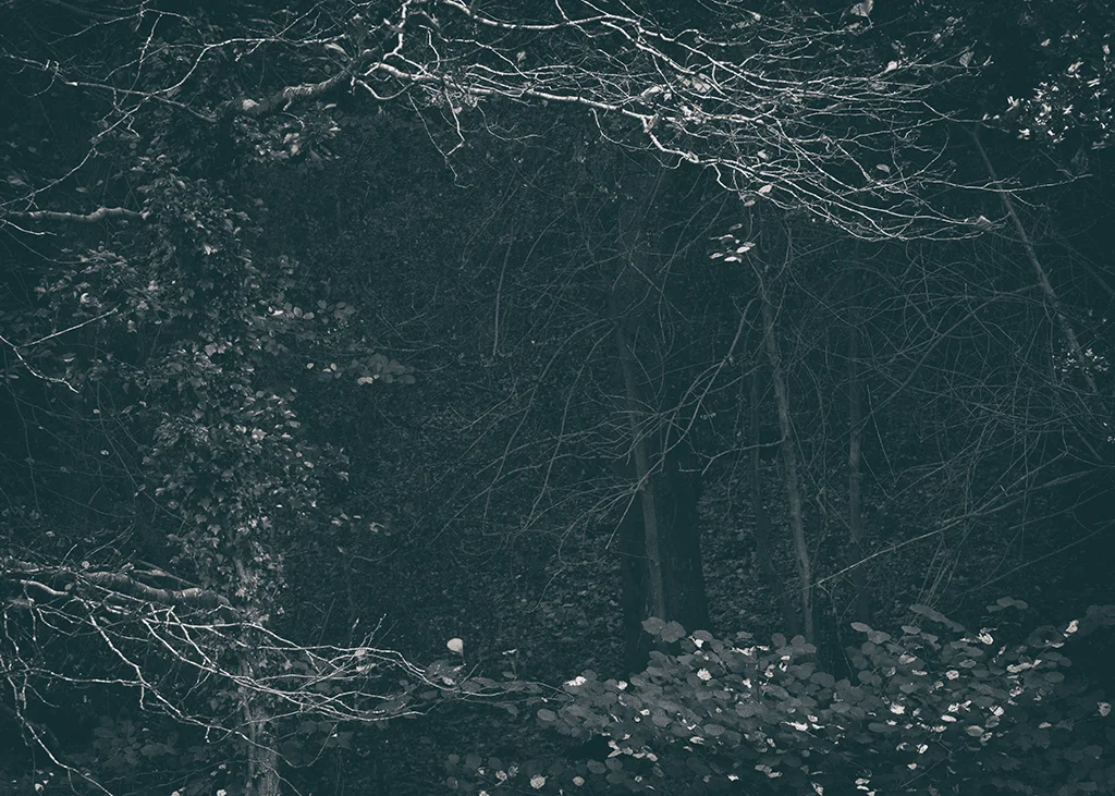 The Secret Language of Trees Week 4 October_20171028_0173BW toned.jpg