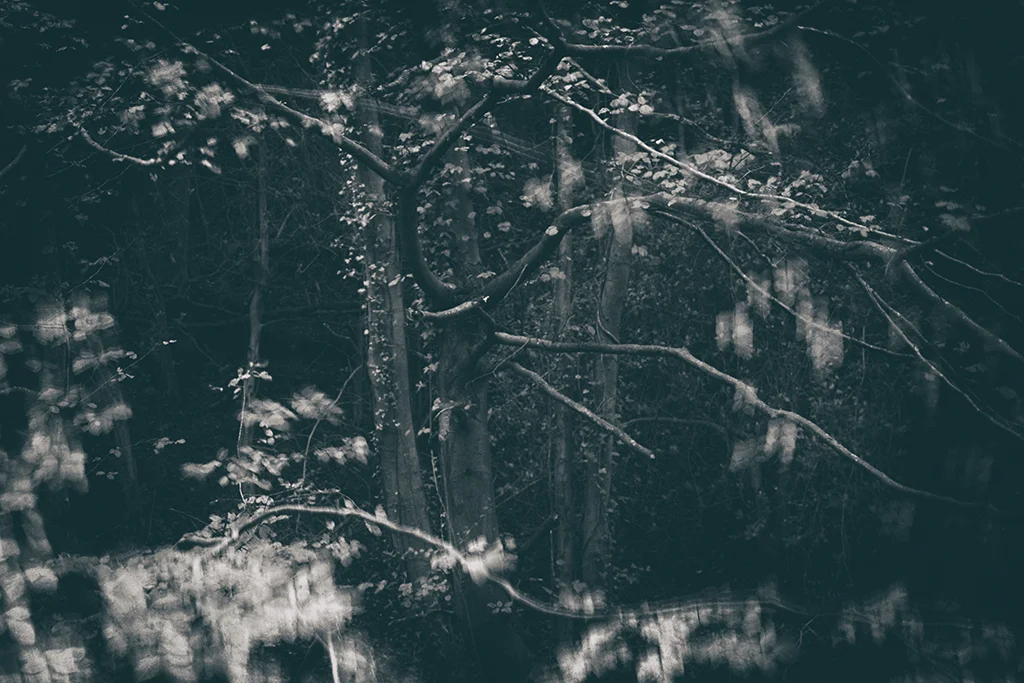 The Secret Language of Trees Week 4 October_20171028_0194BW toned.jpg