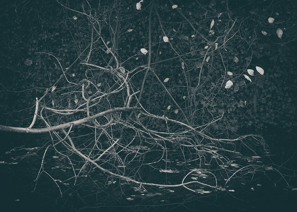 The Secret Language of Trees Week 5 October_20171102_0001BW toned.jpg