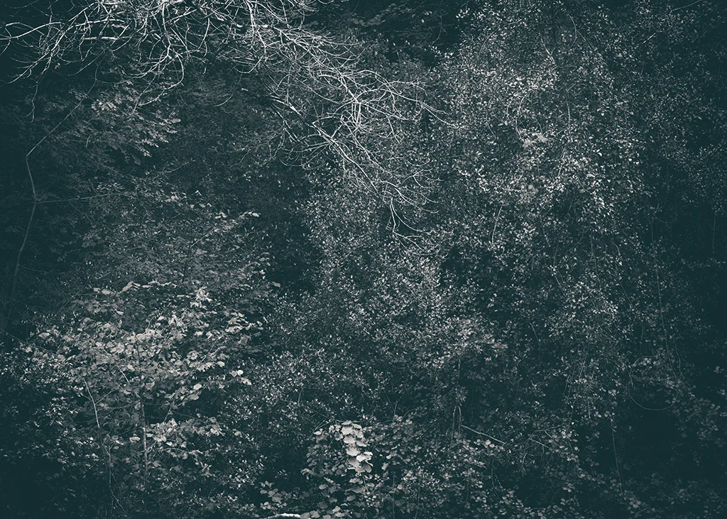 The Secret Language of Trees Week 5 October_20171102_0006_1BW toned.jpg
