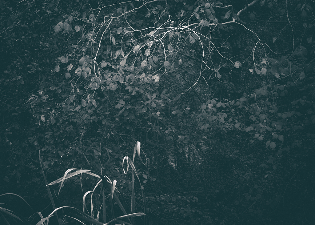 The Secret Language of Trees Week 5 October_20171102_0027_1BW toned.jpg