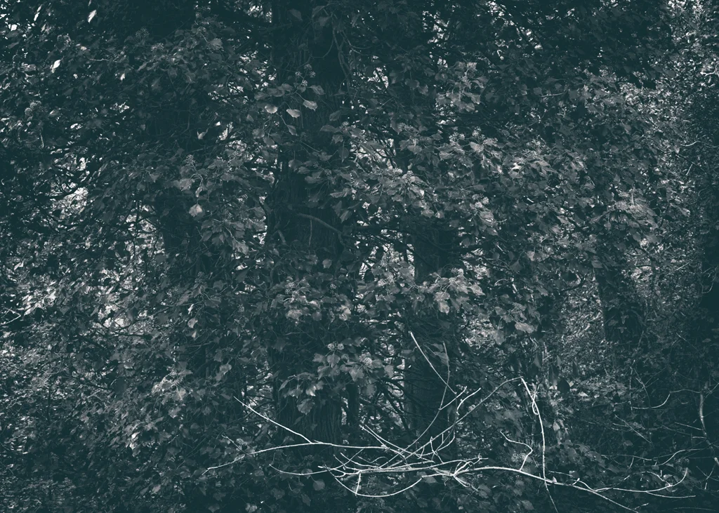 The Secret Language of Trees Week 5 October_20171102_0044_1.jpg