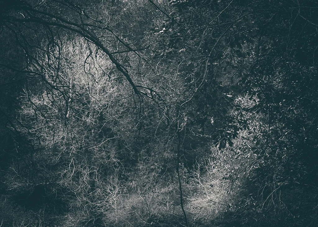 The Secret Language of Trees Week 5 October_20171102_0048_1BW toned.jpg