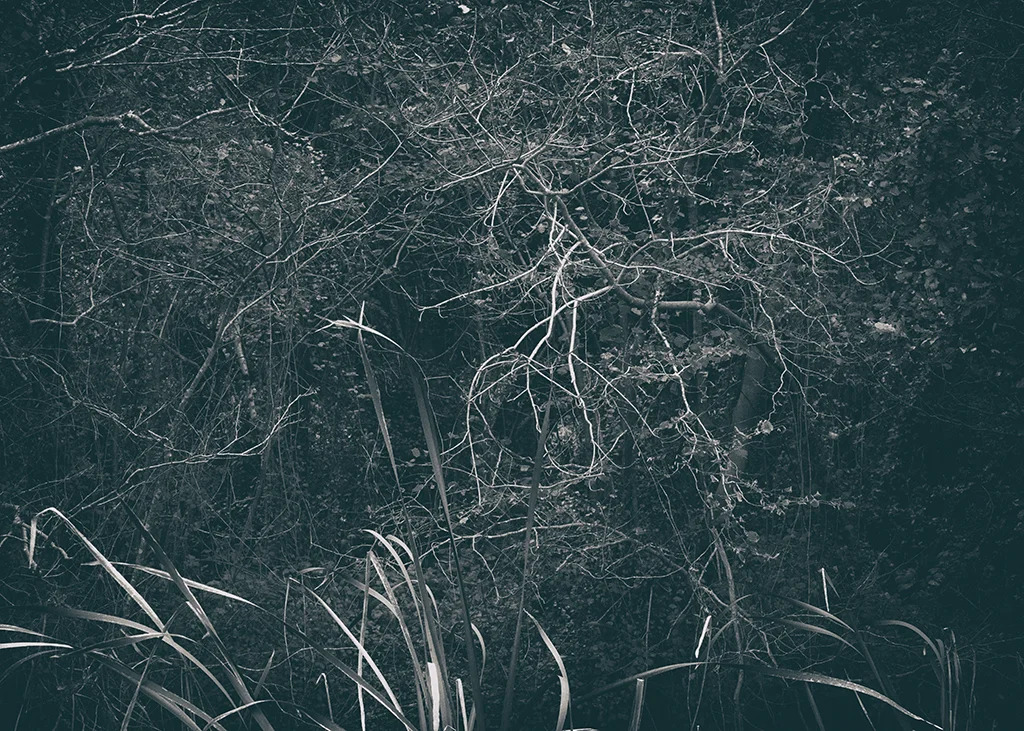 The Secret Language of Trees Week 5 October_20171102_0088BW toned.jpg