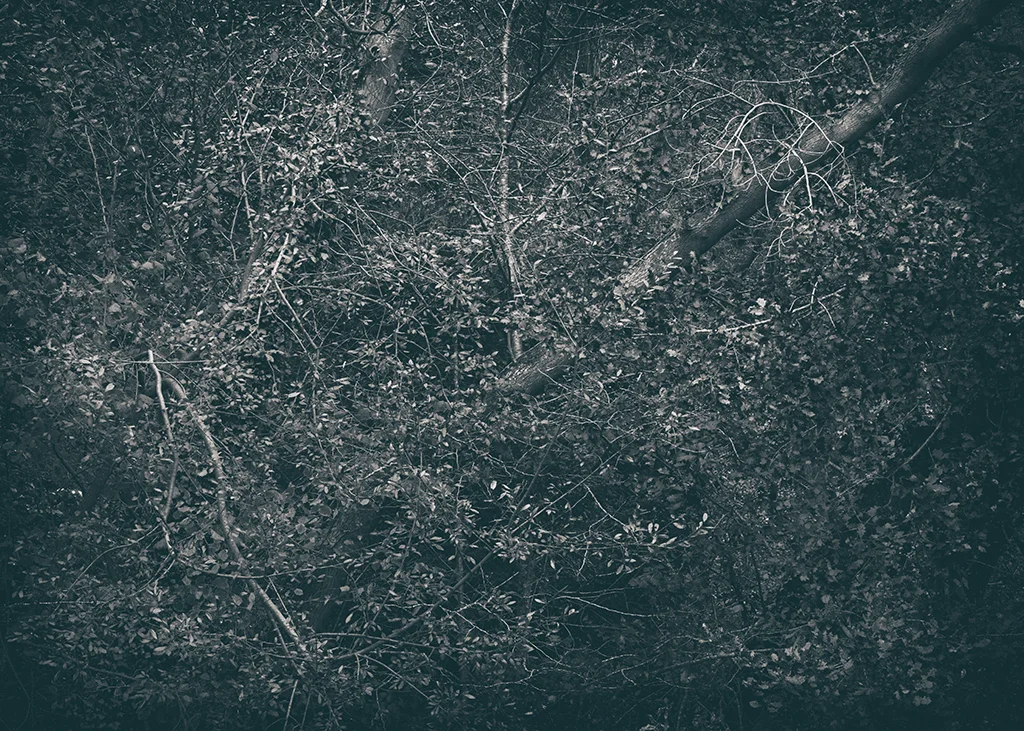 The Secret Language of Trees Week 5 October_20171102_0097BW toned.jpg