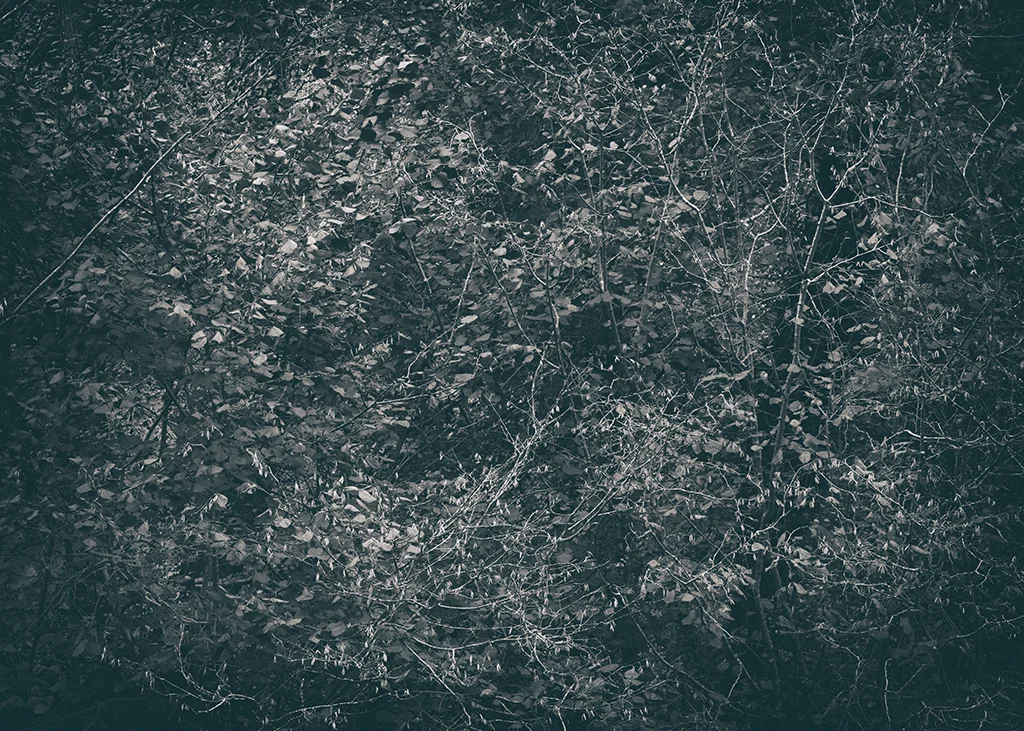 The Secret Language of Trees Week 5 October_20171102_0096BW toned.jpg