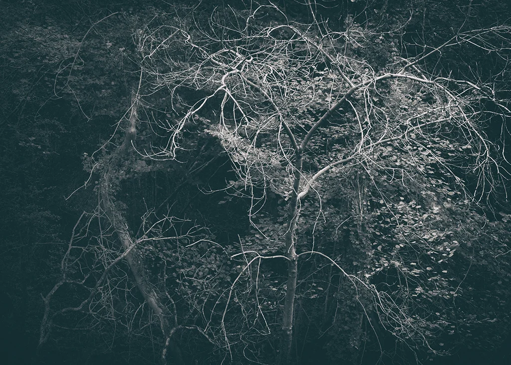 The Secret Language of Trees Week 5 October_20171102_0103_1BW toned.jpg