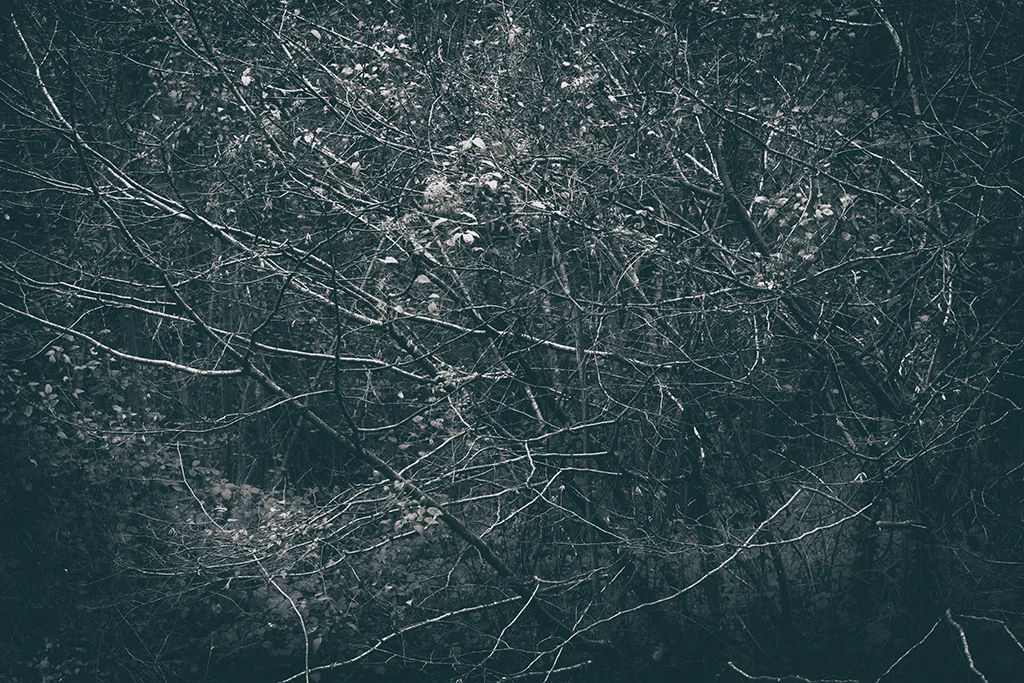 The Secret Language of Trees Week 6 November_20171109_0017BW toned.jpg