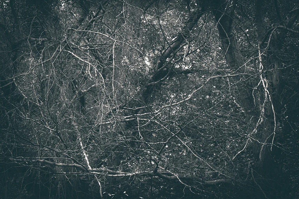 The Secret Language of Trees Week 6 November_20171109_0020_1BW toned.jpg