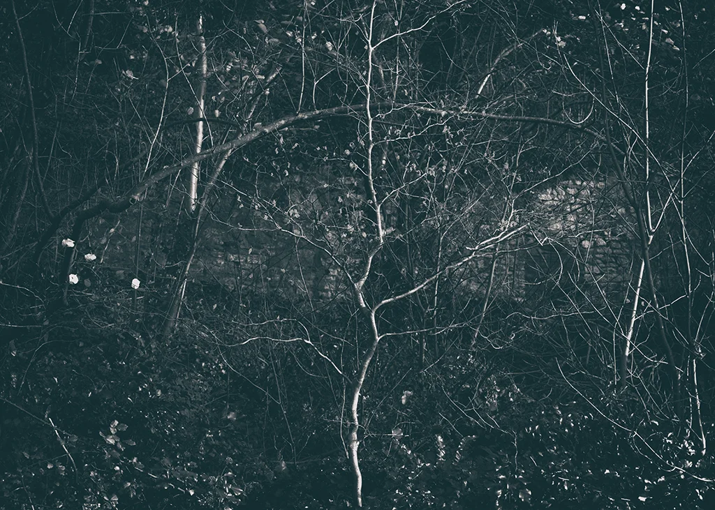 The Secret Language of Trees Week 8, November_20171123_0003BW toned.jpg