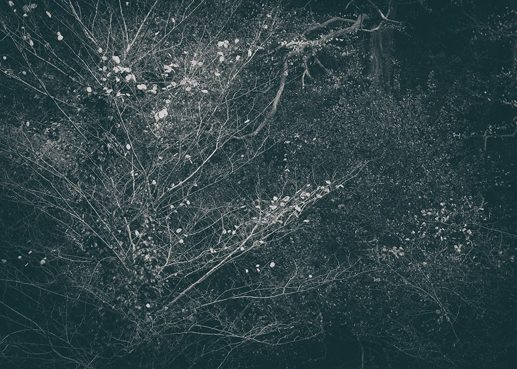 The Secret Language of Trees Week 8, November_20171123_0035BW toned.jpg
