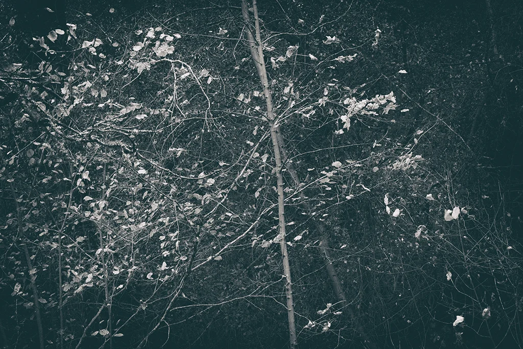 The Secret Language of Trees Week 8, November_20171123_0050_1_1BW toned.jpg
