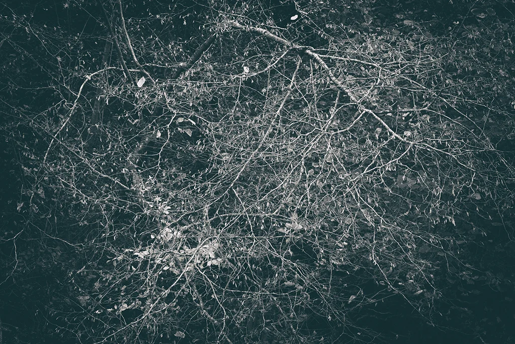 The Secret Language of Trees Week 8, November_20171123_0052_1BW toned.jpg
