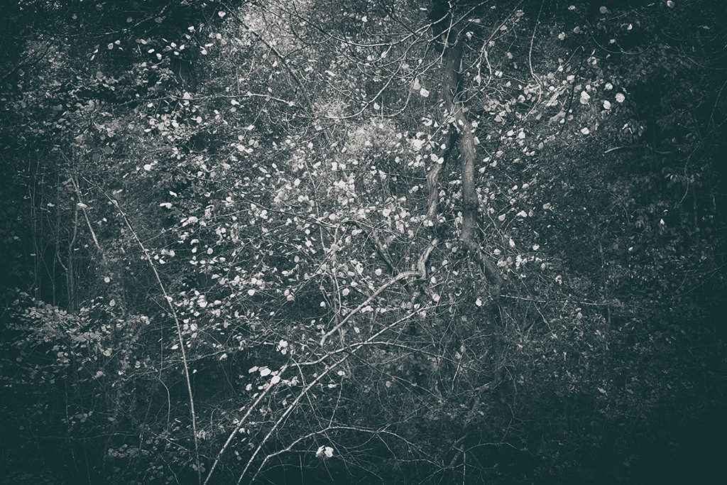 The Secret Language of Trees Week 8, November_20171123_0054BW toned.jpg