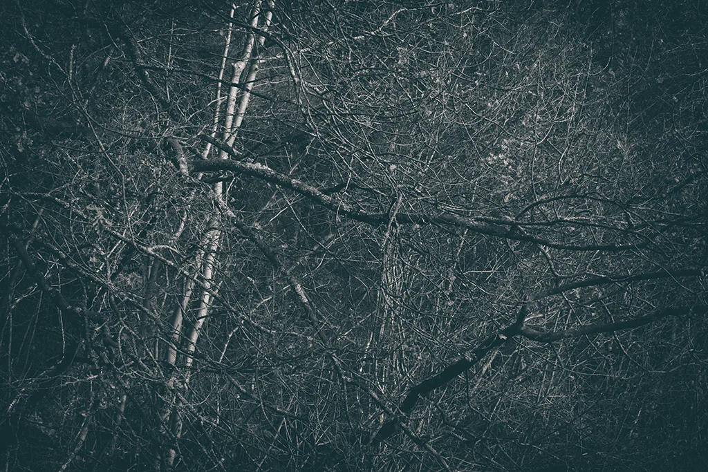 The Secret Language of Trees Week 8, November_20171123_0088BW toned.jpg