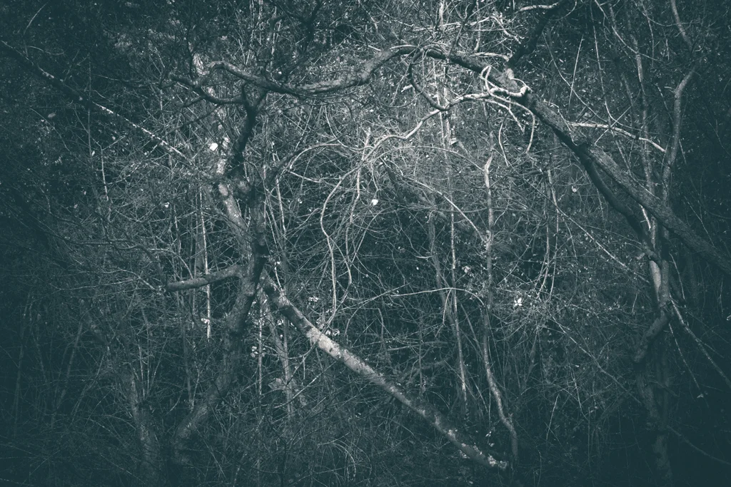 The Secret Language of Trees Week 8, November_20171123_0122_1.jpg