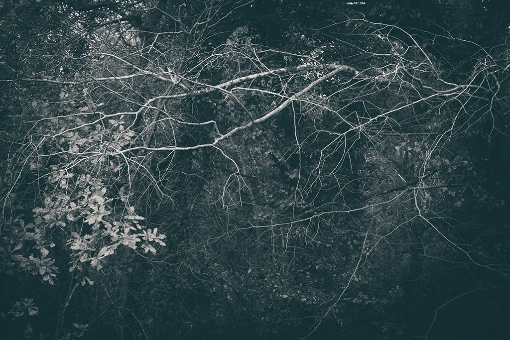 The Secret Language of Trees Week 8, November_20171123_0132_1BW toned.jpg
