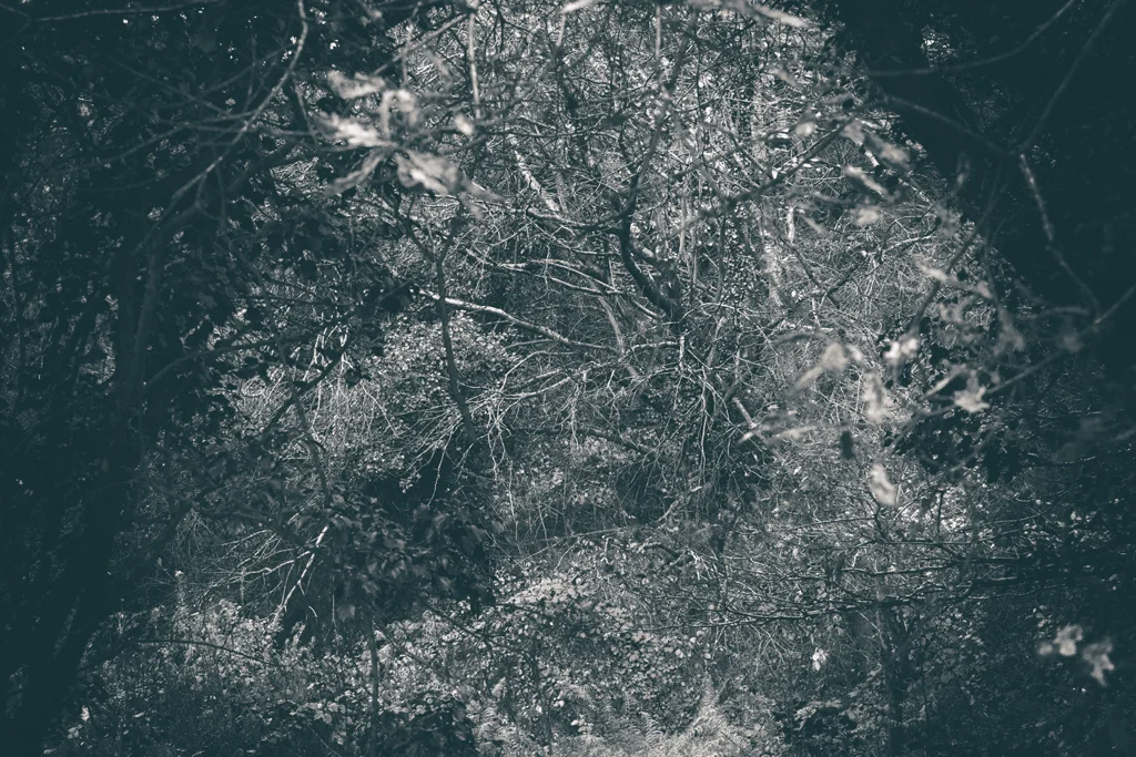 The Secret Language of Trees Week 8, November_20171123_0150.jpg
