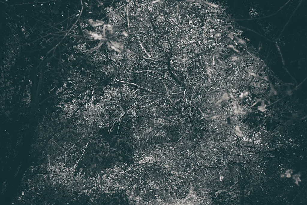 The Secret Language of Trees Week 8, November_20171123_0150BW toned.jpg