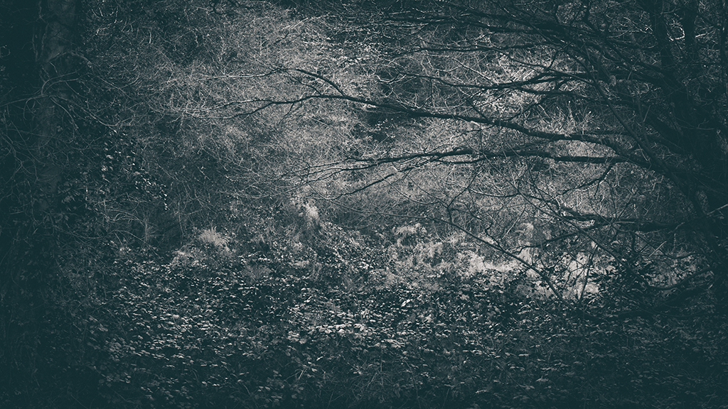 The Secret Language of Trees Week 8, November_20171123_0155_1BW toned.jpg